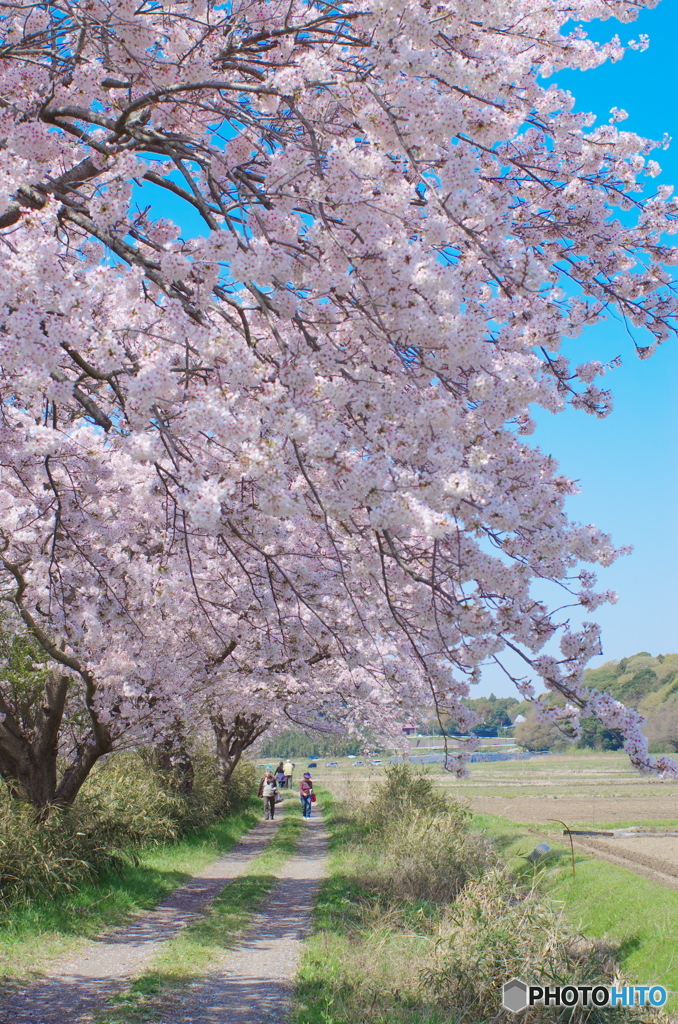 今井の桜2018-1