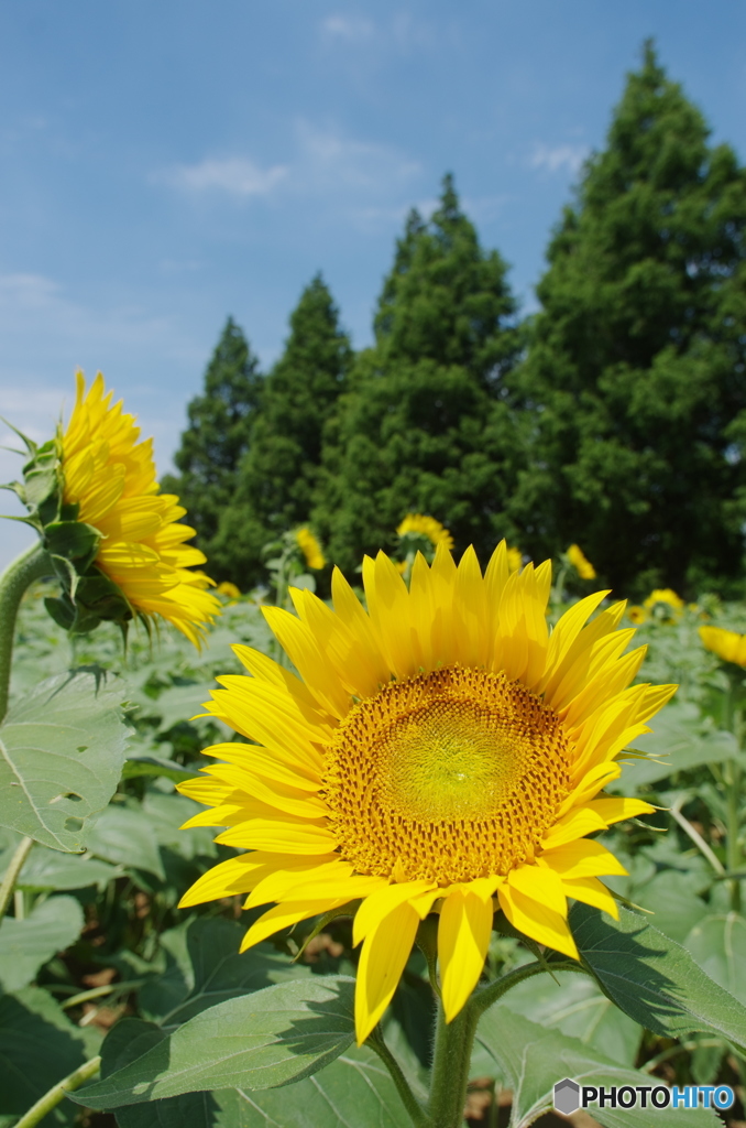 あけぼの山農業公園の向日葵2017-1