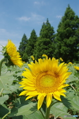 あけぼの山農業公園の向日葵2017-1