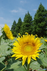 あけぼの山農業公園の向日葵2017-1