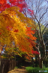 松戸戸定ケ丘の紅葉2017-1