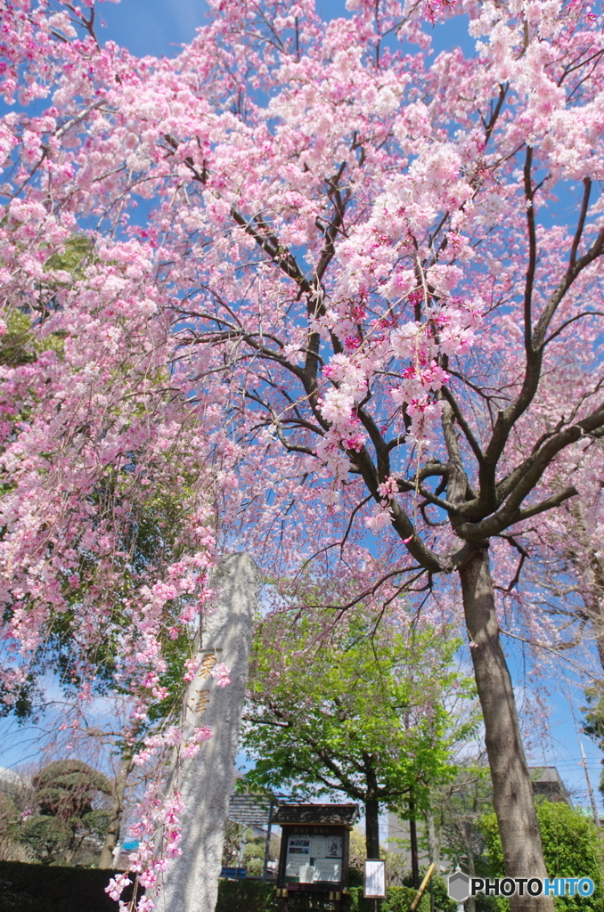 或る枝垂桜-1