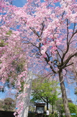 或る枝垂桜-1