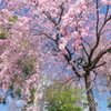或る枝垂桜-1
