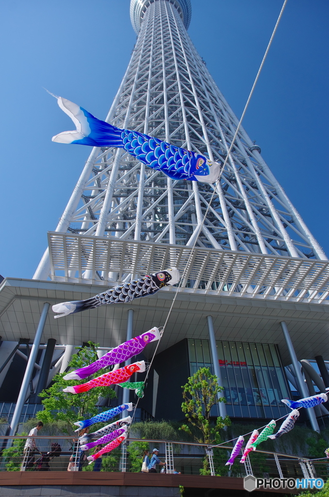 スカイツリーと鯉のぼり-2