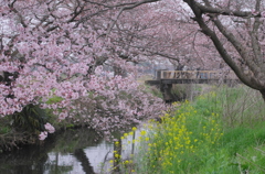 川面の桜