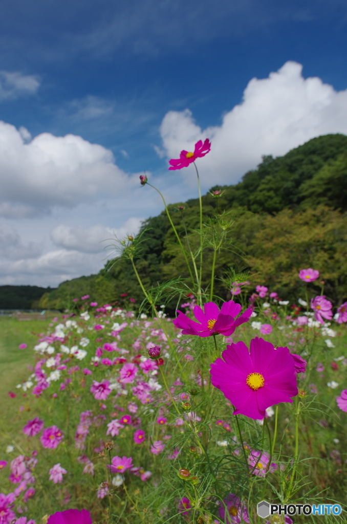 秋桜2017-14