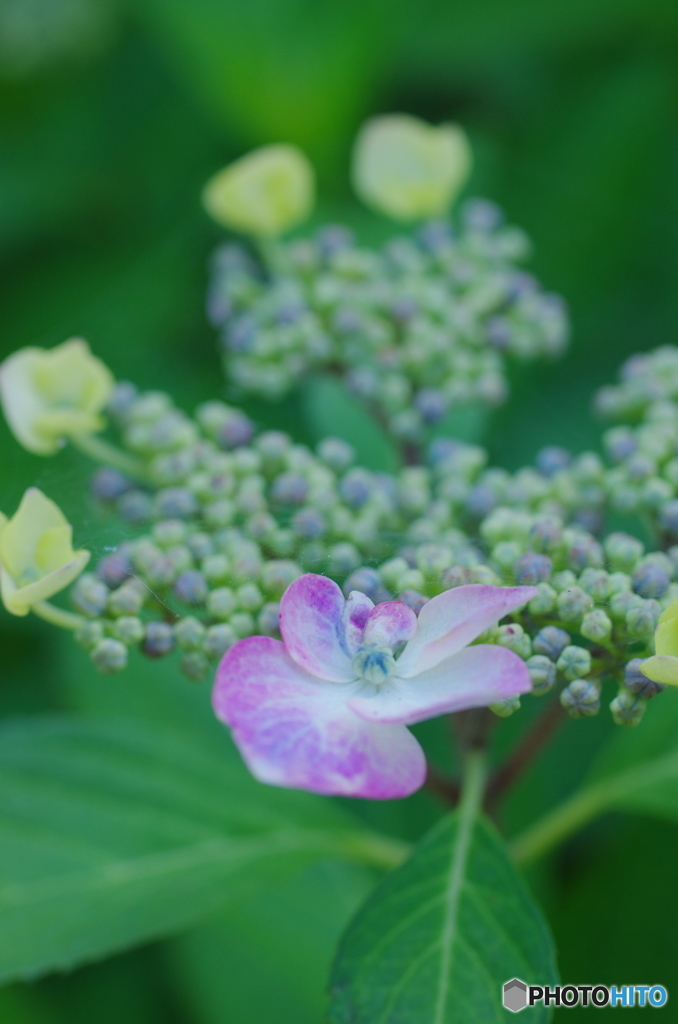 紫陽花2017-5