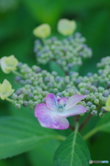 紫陽花2017-5