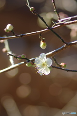 早咲きの梅－１