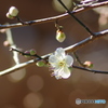 早咲きの梅－１