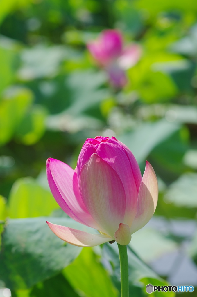 利根親水公園の蓮2018-3