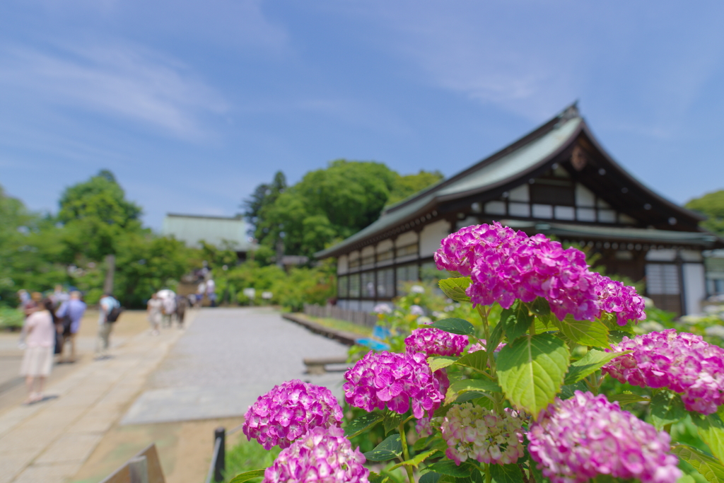 青空と紫陽花