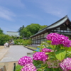 青空と紫陽花