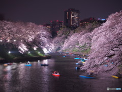 千鳥ヶ淵2017-2