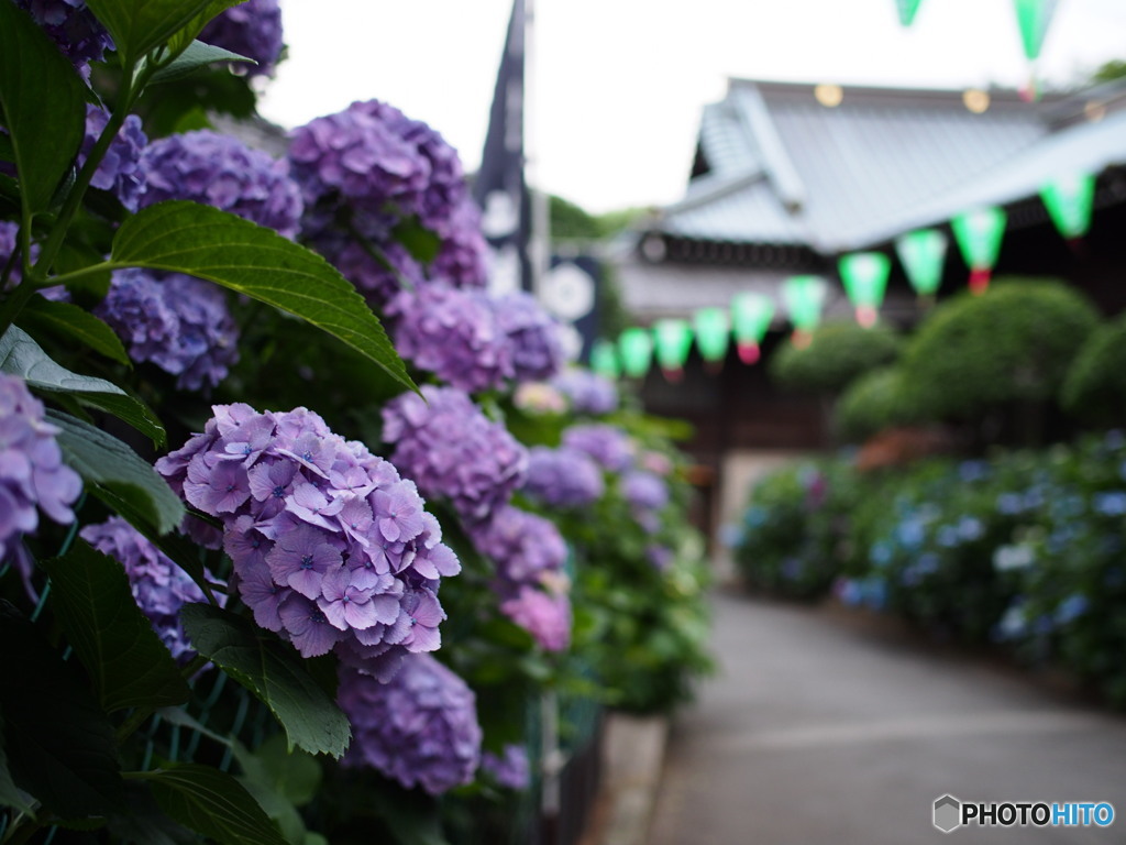 文京白山神社の紫陽花-4