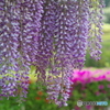 2017GWの花-7