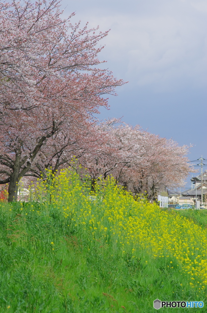 桜川