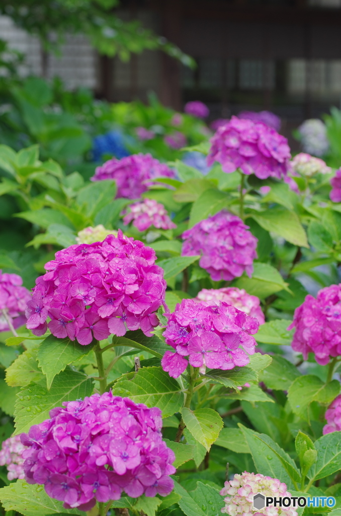 松戸本土寺の紫陽花2018-1