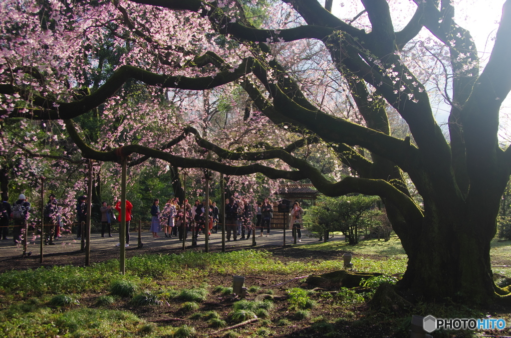六義園の枝垂桜2018-1