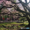 六義園の枝垂桜2018-1