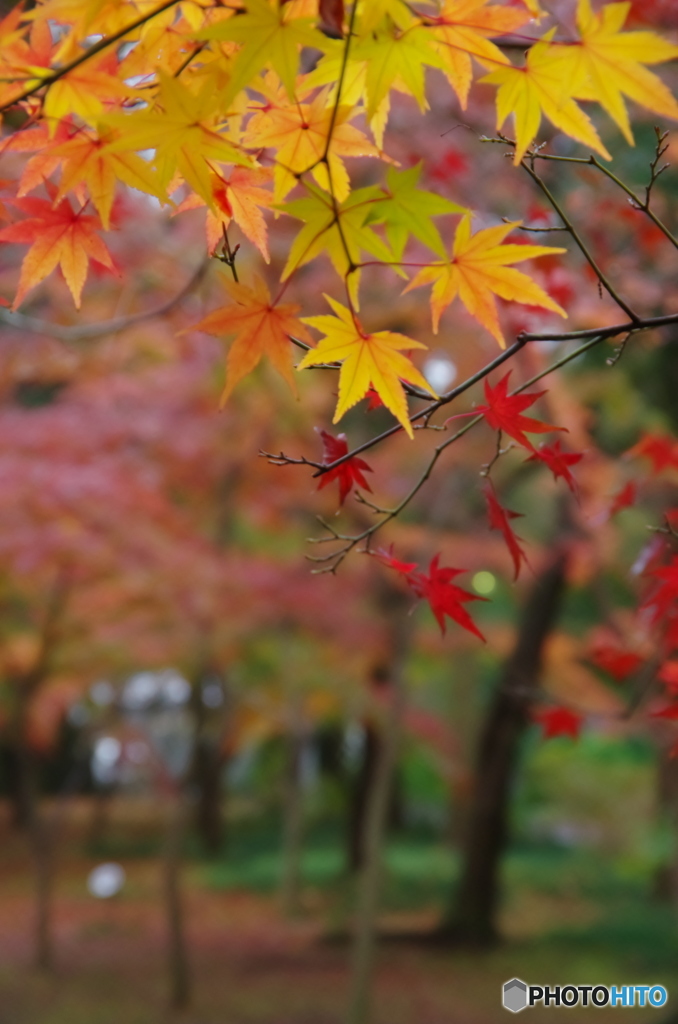 小金東漸寺の紅葉－２
