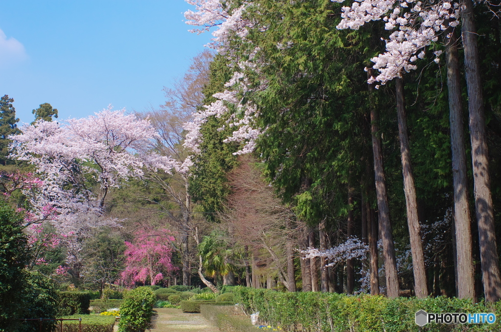 常盤平の桜2018-1