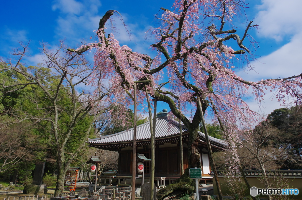 小金東漸寺の枝垂桜2018-1