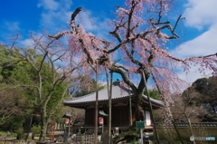 小金東漸寺の枝垂桜2018-1