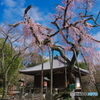 小金東漸寺の枝垂桜2018-1