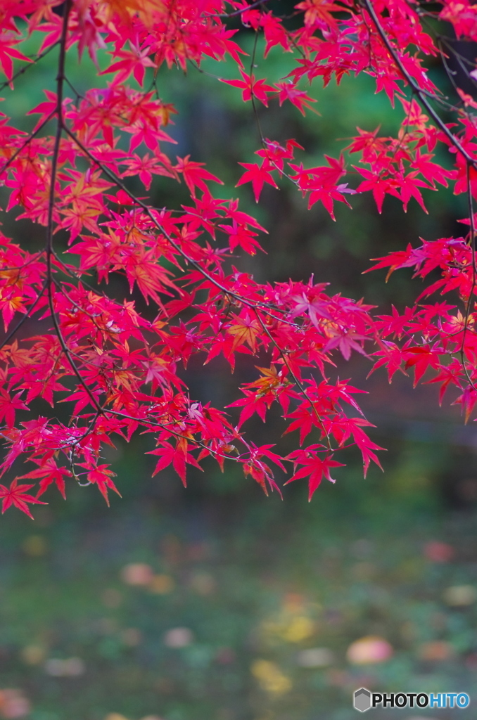 小金東漸寺の紅葉2017-7