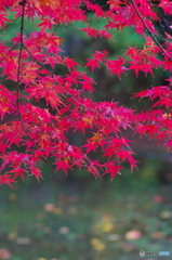 小金東漸寺の紅葉2017-7