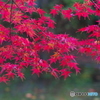 小金東漸寺の紅葉2017-7