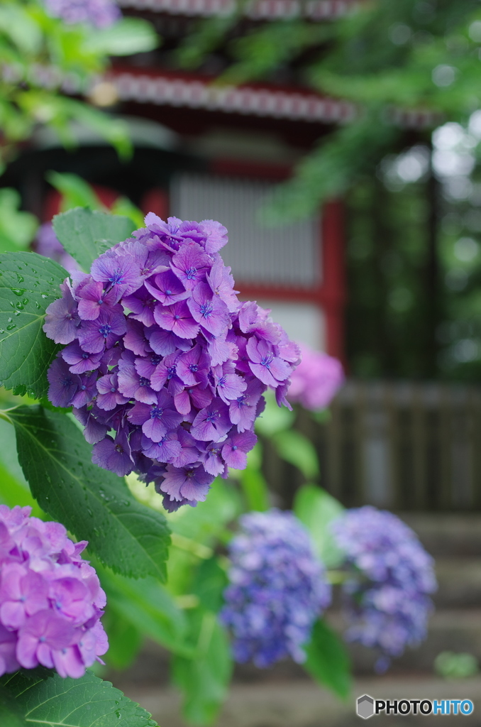 松戸本土寺の紫陽花2017-5