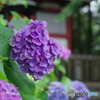 松戸本土寺の紫陽花2017-5