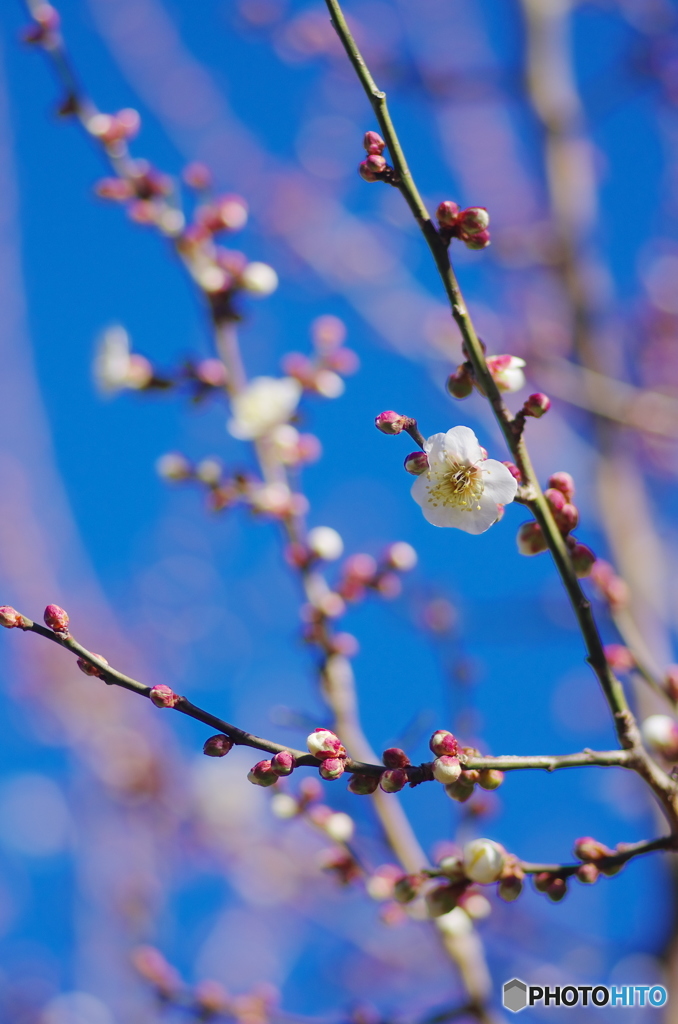 早咲きの梅－4