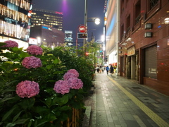 銀座の紫陽花-2