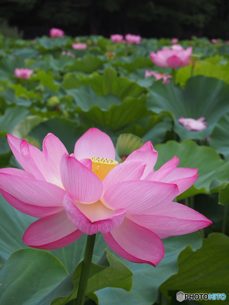 上野不忍池の蓮-6
