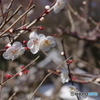 近所の梅－８