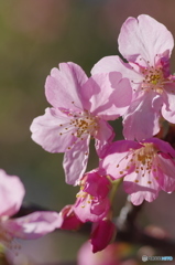 早咲きの桜-2