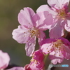 早咲きの桜-2