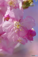 早咲きの桜-1