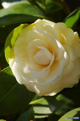 山茶花?
