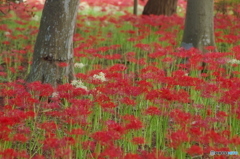 彼岸花2018-11