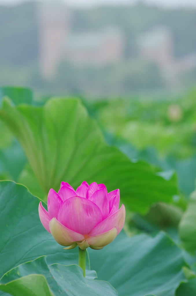 手賀沼の蓮-3
