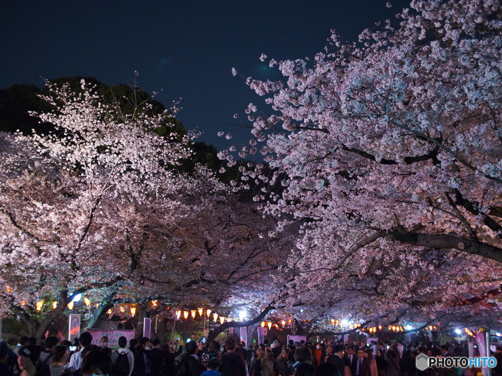 上野公園の桜2018-2