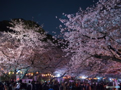 上野公園の桜2018-2