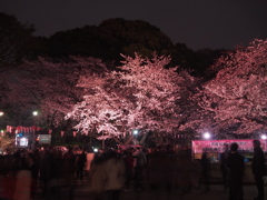 上野公園　夜桜