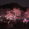 上野公園　夜桜