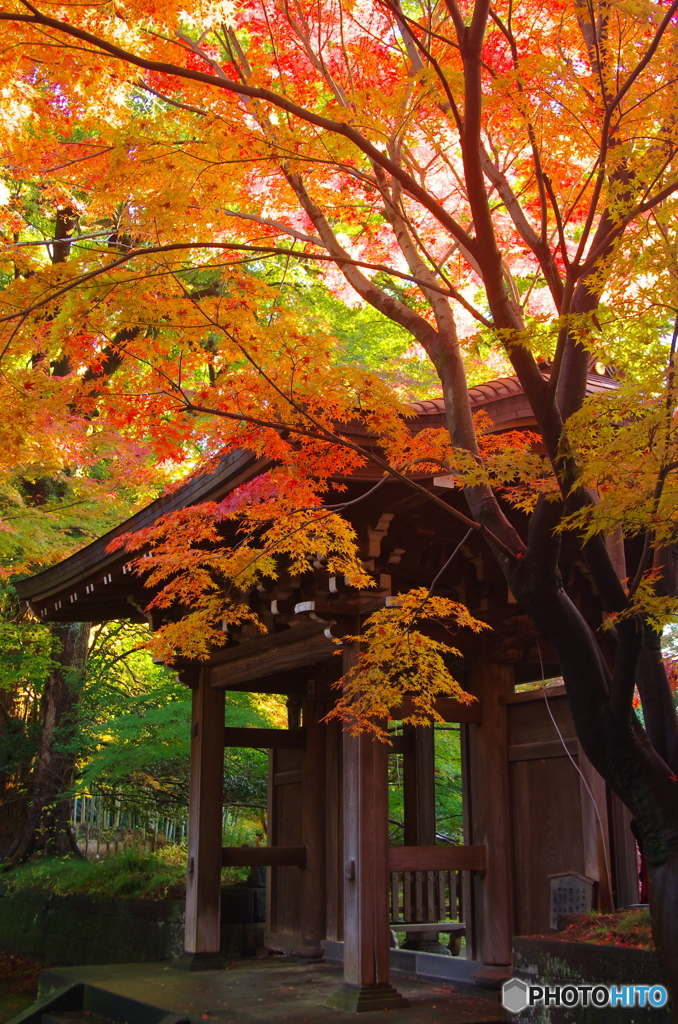 小金東漸寺の紅葉2017-6